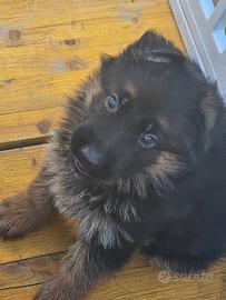 Cuccioli pastore tedesco