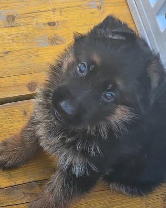 Cuccioli pastore tedesco