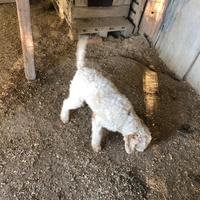 Cucciolone di Lagotto romagnolo di mesi sei