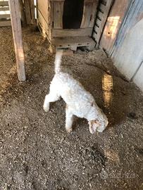 Cucciolone di Lagotto romagnolo di mesi sei