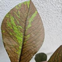 Euphorbia umbrellata rubra