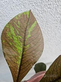 Euphorbia umbrellata rubra