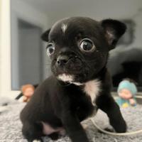 Chihuahua nero lucido maschio