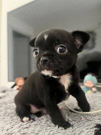 Chihuahua nero lucido maschio