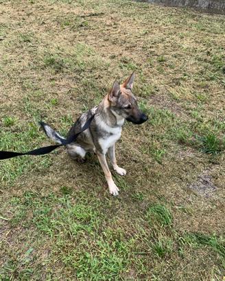Adozione