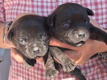 Cuccioli di staffordshire bull terrier