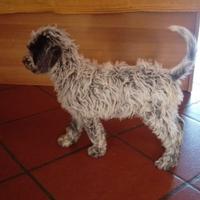 Cucciolo Lagotto Romagnolo con Pedigree - Maschio