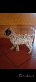 Cucciolo Lagotto Romagnolo con Pedigree - Maschio