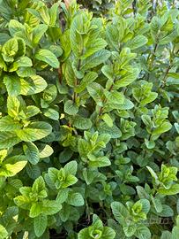 Talea di menta pianta arimatica