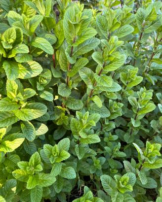 Talea di menta pianta arimatica