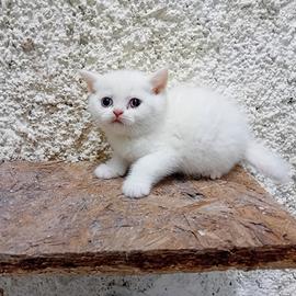 Cuccioli british shorthair maschi