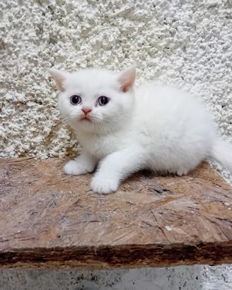 Cuccioli british shorthair maschi