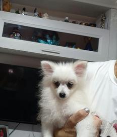 Spitz pomerania