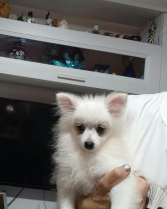 Spitz pomerania