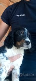 Setter inglese cuccioli
