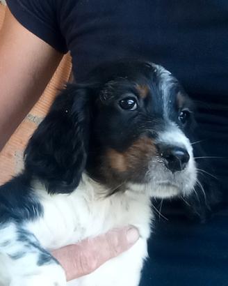 Setter inglese cuccioli