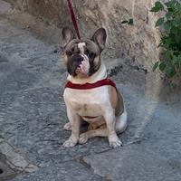 Bulldog francese monta