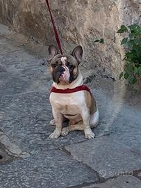 Bulldog francese monta