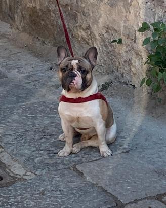 Bulldog francese monta