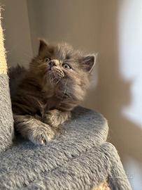Gattini British Shorthair, Longhair e Ragdoll