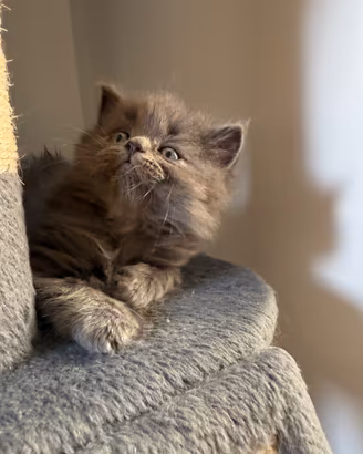 Gattini British Shorthair, Longhair e Ragdoll