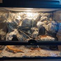 Terrario Terratlantis Dre Vivariums 