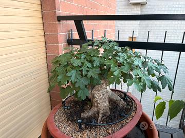 Acero Campestre pre Bonsai
