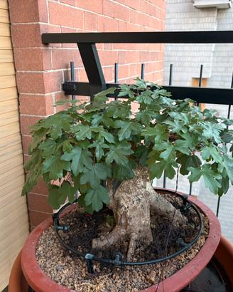 Acero Campestre pre Bonsai