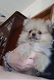 Cucciola spitz di pomerania toy mini