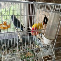 Coppia Inseparabili