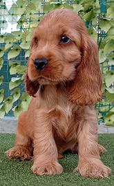 All.to Cocker Spaniel inglese