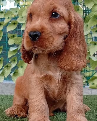 All.to Cocker Spaniel inglese
