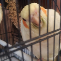 Calopsite pappagallo