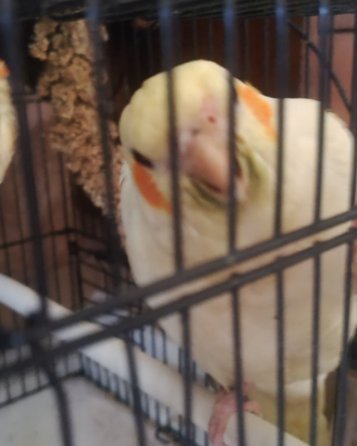 Calopsite pappagallo