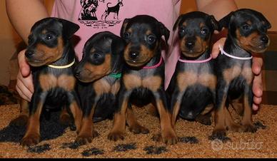 pinscher nano 