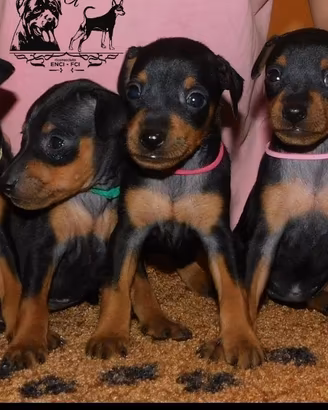pinscher nano 