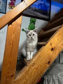 Cucciola Mainecoon