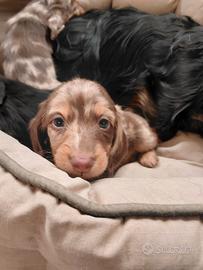 Cuccioli bassotto tedesco nano pelo lungo