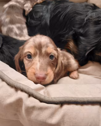 Cuccioli bassotto tedesco nano pelo lungo