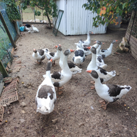 Oche razza pezzata veneta