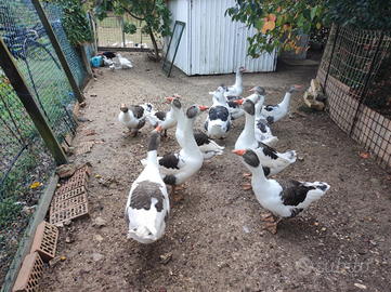 Oche razza pezzata veneta