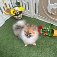 Volpino di Pomerania PEDIGREE ENCI