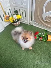 Volpino di Pomerania PEDIGREE ENCI