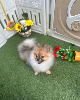 Volpino di Pomerania PEDIGREE ENCI