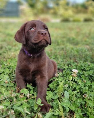Cuccioli labrador disponibili