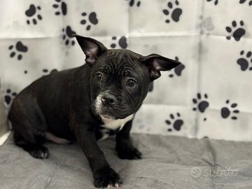 American bully pocket