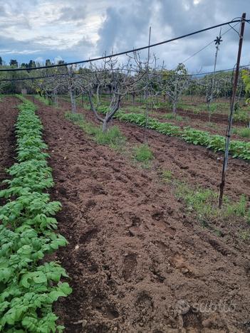 Terreno agricolo Pula