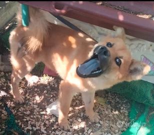 Akita x Chow chow