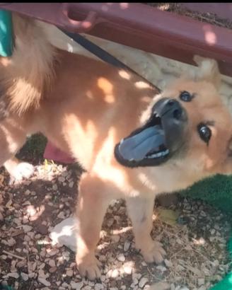 Akita x Chow chow