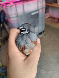 Quaglie cinesi - Varie Mutazioni